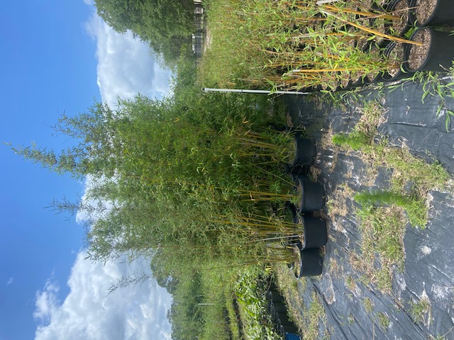 bambusa-textilis-gracilis-graceful-bamboo-weaver-s-bamboo