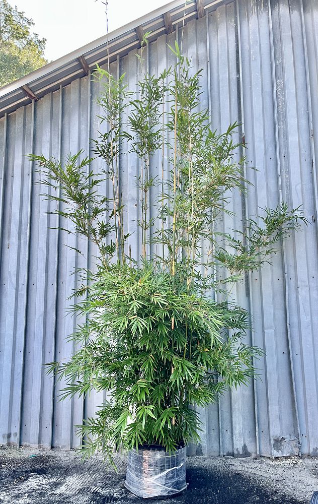 bambusa-textilis-gracilis-graceful-bamboo-weaver-s-bamboo
