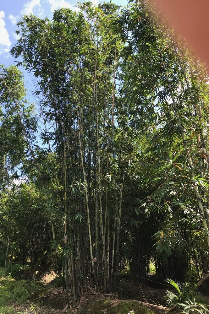 bambusa-textilis-gracilis-graceful-bamboo-weaver-s-bamboo