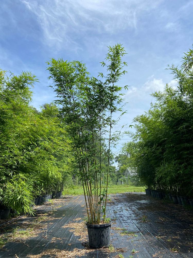 bambusa-textilis-gracilis-graceful-bamboo-weaver-s-bamboo