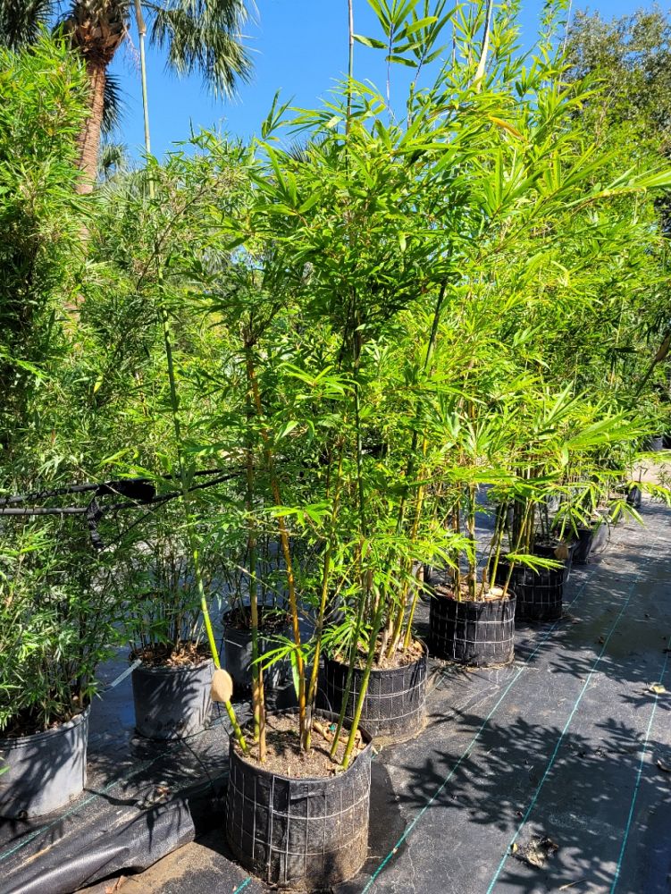 bambusa-textilis-gracilis-graceful-bamboo-weaver-s-bamboo