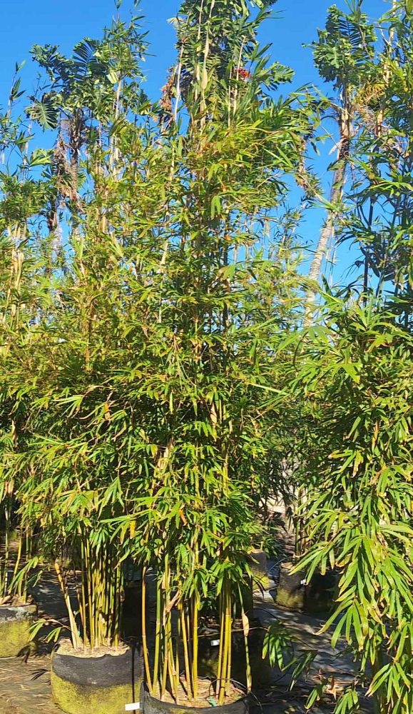 bambusa-textilis-gracilis-graceful-bamboo-weaver-s-bamboo