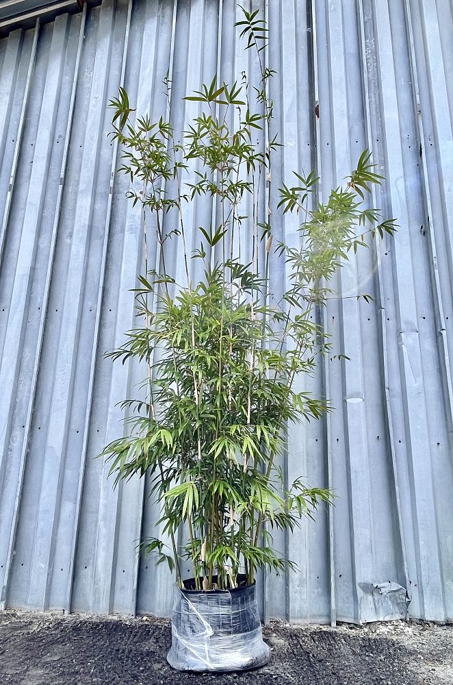bambusa-textilis-gracilis-graceful-bamboo-weaver-s-bamboo