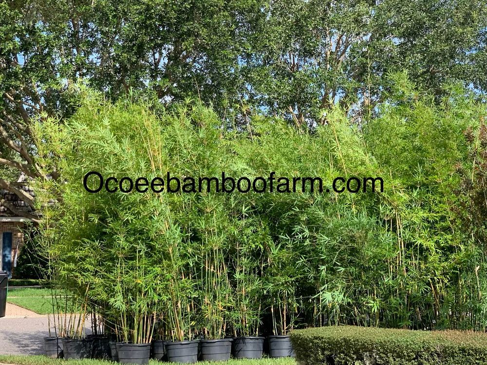 bambusa-textilis-gracilis-graceful-bamboo-weaver-s-bamboo