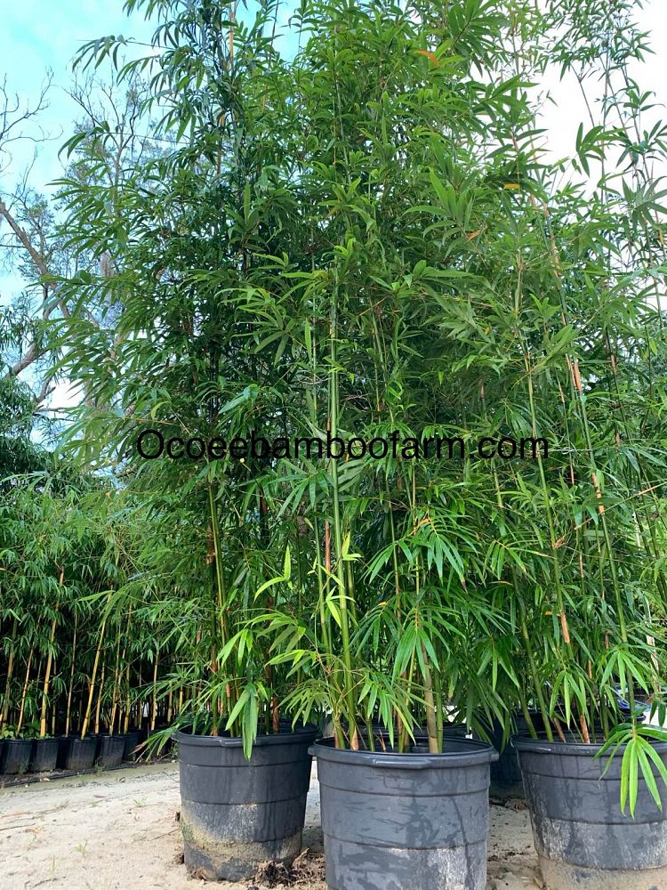 bambusa-textilis-gracilis-graceful-bamboo-weaver-s-bamboo