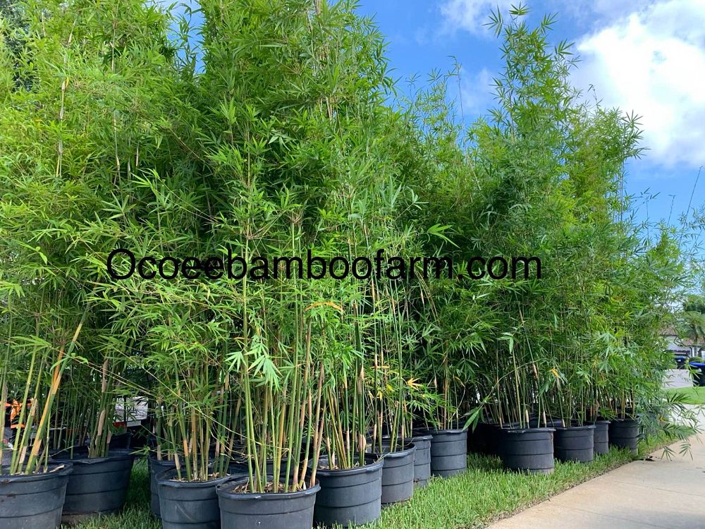 bambusa-textilis-gracilis-graceful-bamboo-weaver-s-bamboo