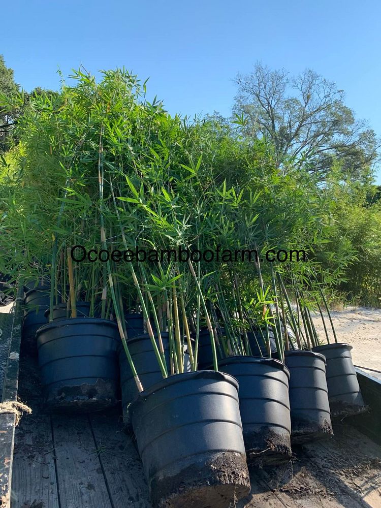 bambusa-textilis-gracilis-graceful-bamboo-weaver-s-bamboo