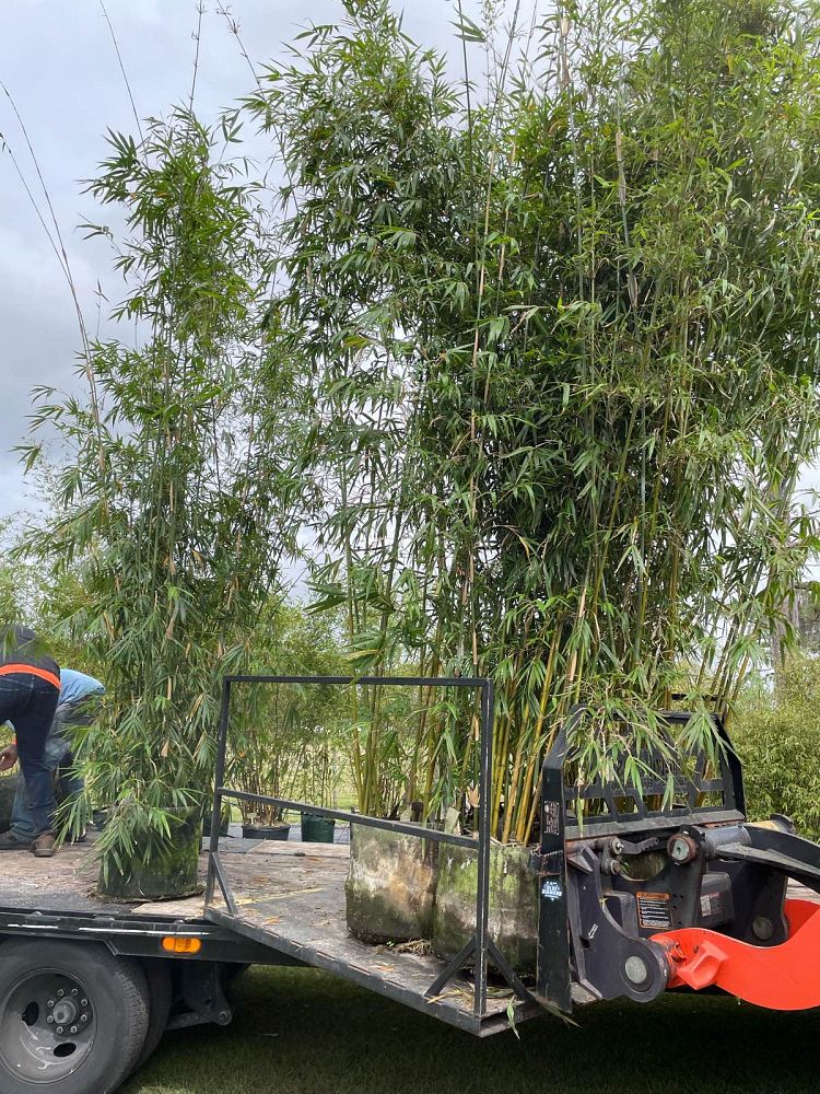 bambusa-textilis-gracilis-graceful-bamboo-weaver-s-bamboo