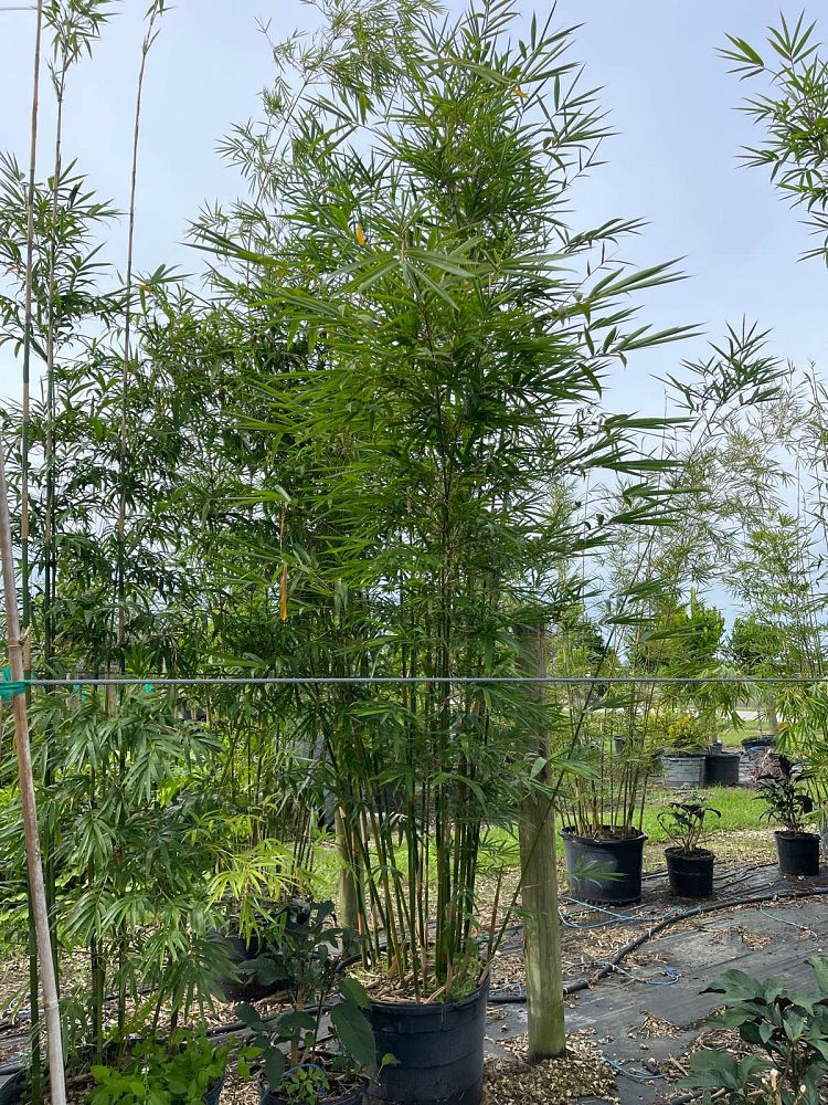 bambusa-textilis-gracilis-graceful-bamboo-weaver-s-bamboo