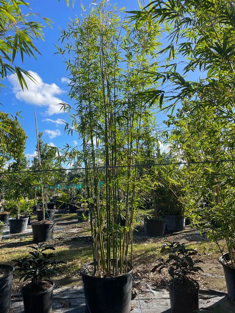 bambusa-textilis-gracilis-graceful-bamboo-weaver-s-bamboo