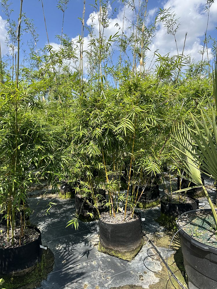 bambusa-textilis-gracilis-graceful-bamboo-weaver-s-bamboo