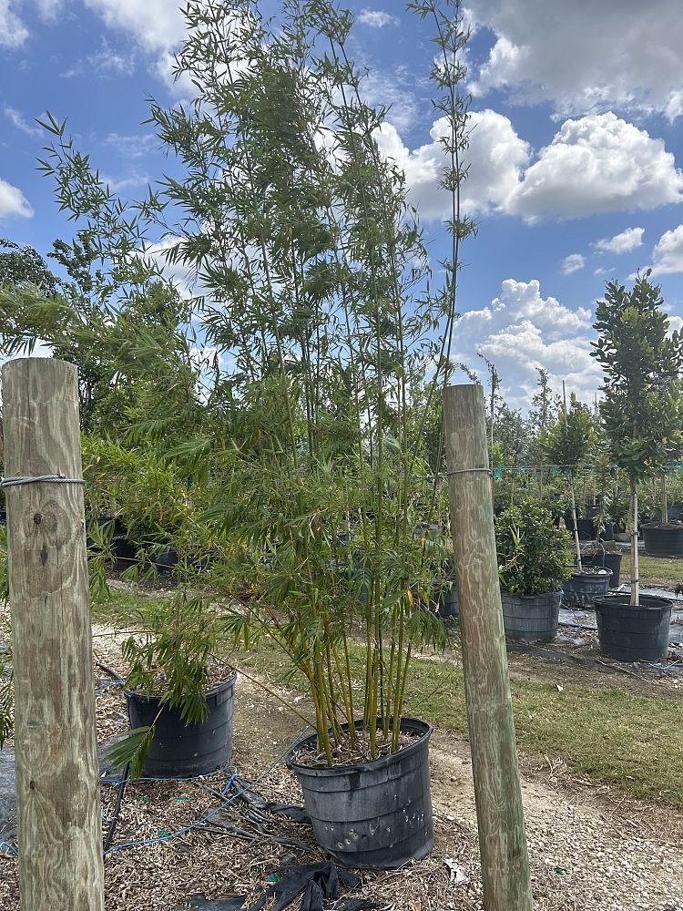 bambusa-textilis-gracilis-graceful-bamboo-weaver-s-bamboo