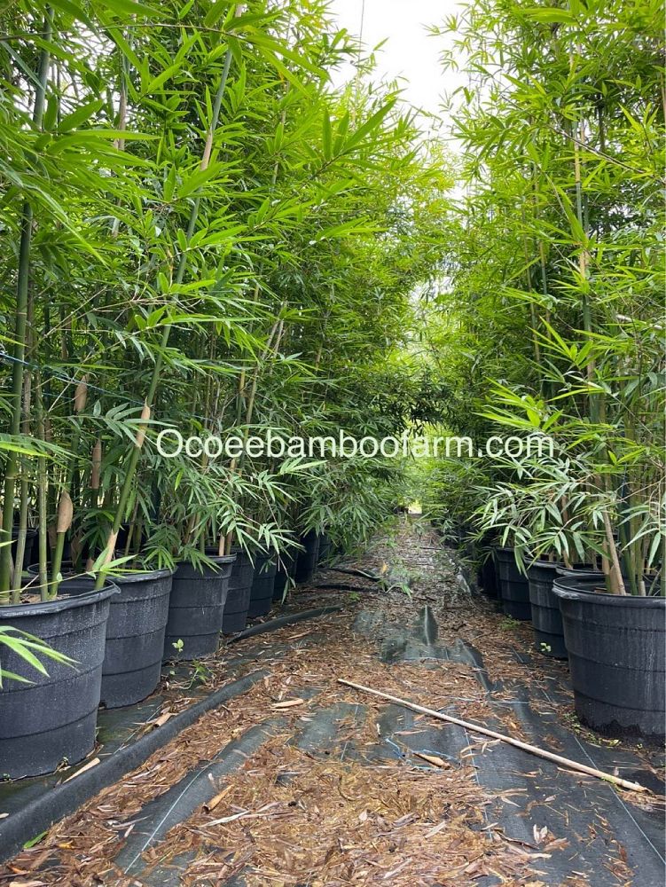 bambusa-textilis-gracilis-graceful-bamboo-weaver-s-bamboo