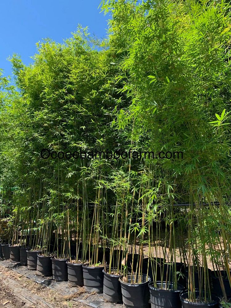 bambusa-textilis-gracilis-graceful-bamboo-weaver-s-bamboo