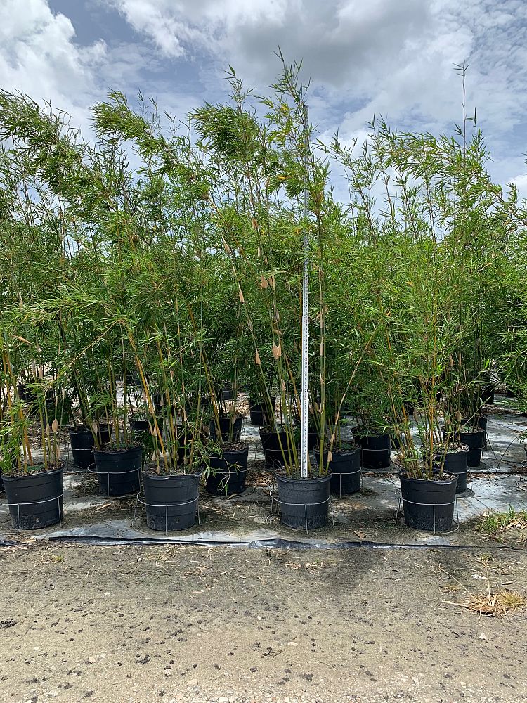 bambusa-textilis-gracilis-graceful-bamboo-weaver-s-bamboo