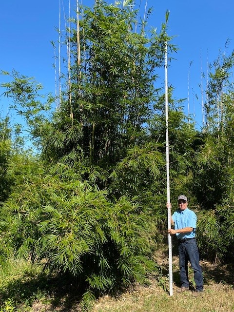 bambusa-textilis-gracilis-graceful-bamboo-weaver-s-bamboo