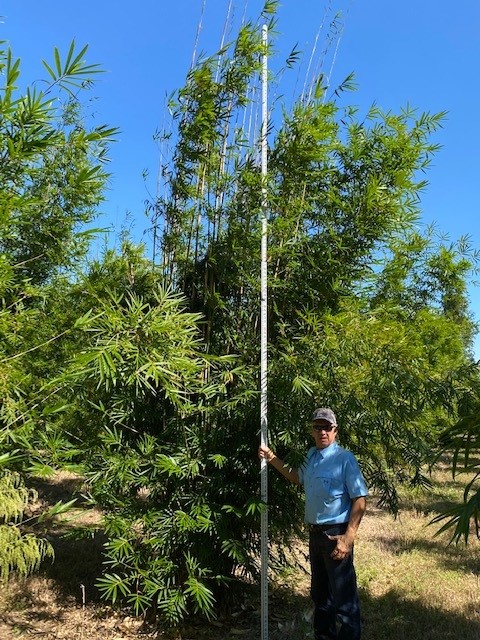bambusa-textilis-gracilis-graceful-bamboo-weaver-s-bamboo
