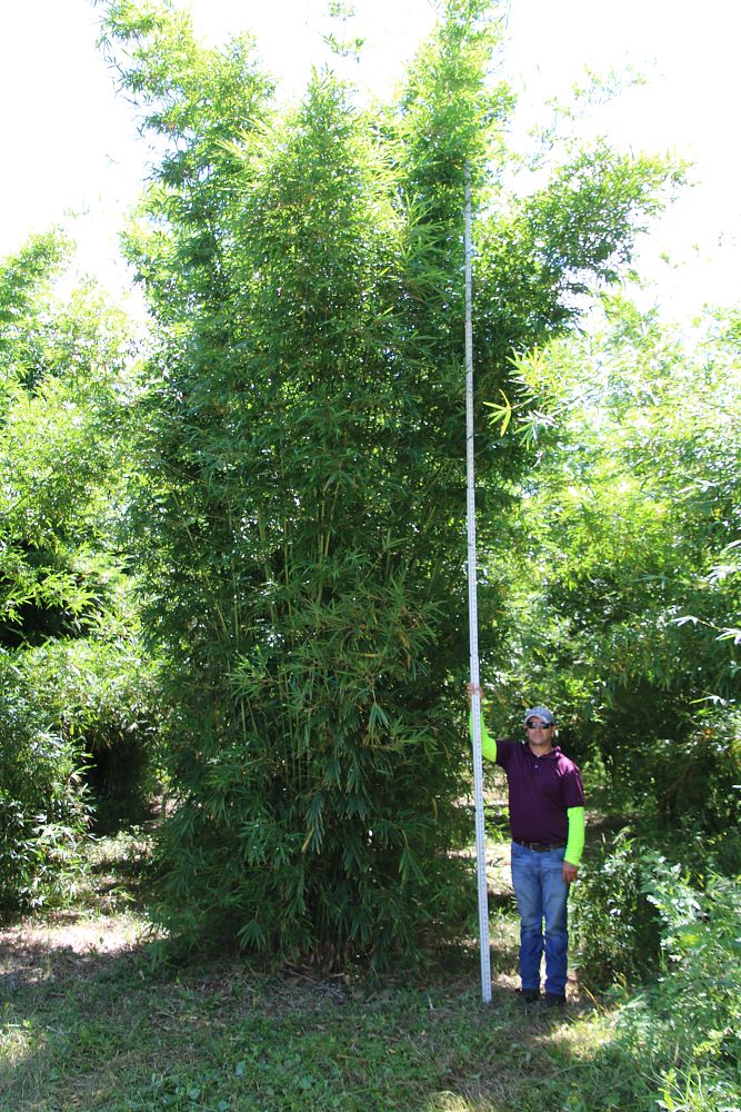 bambusa-textilis-gracilis-graceful-bamboo-weaver-s-bamboo