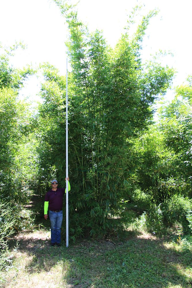 bambusa-textilis-gracilis-graceful-bamboo-weaver-s-bamboo