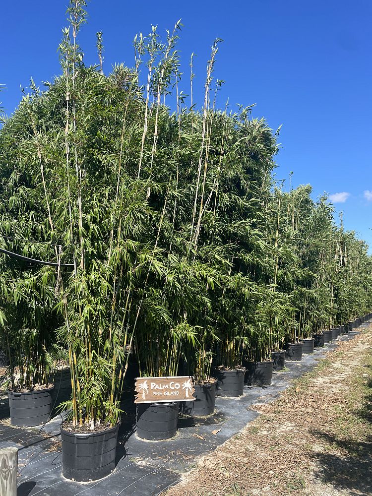 bambusa-textilis-gracilis-graceful-bamboo-weaver-s-bamboo