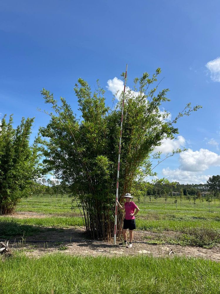 bambusa-textilis-gracilis-graceful-bamboo-weaver-s-bamboo