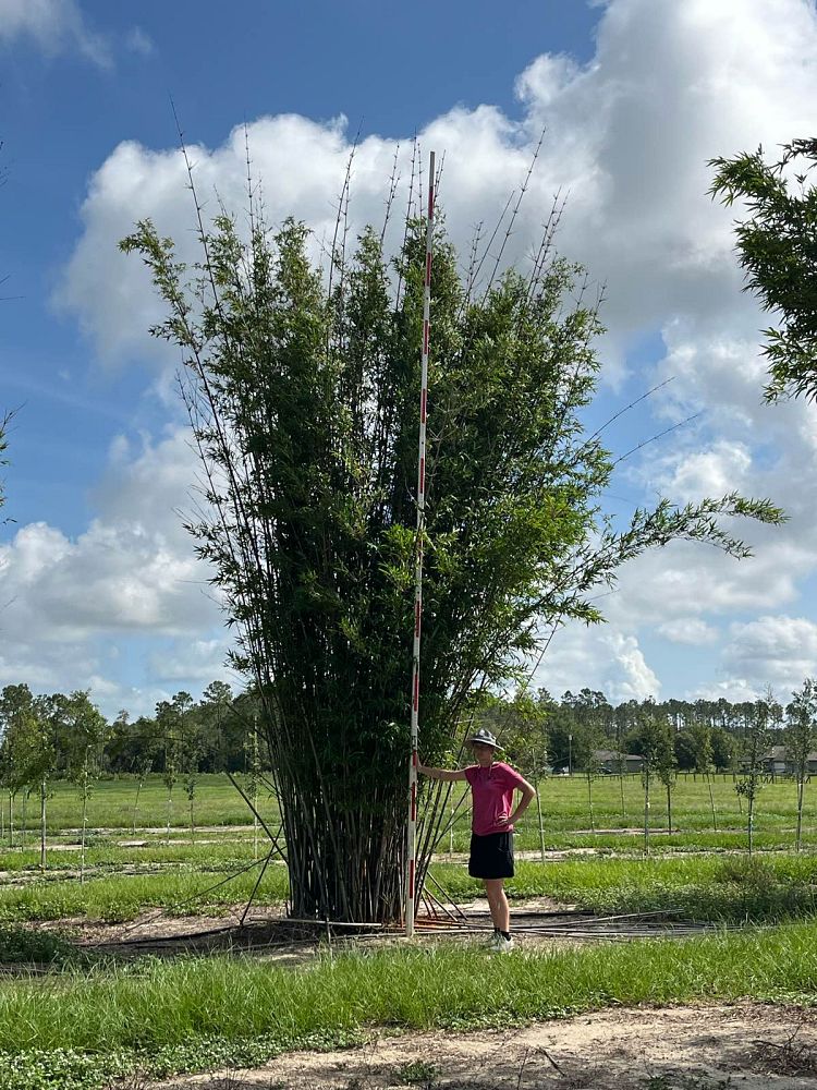 bambusa-textilis-gracilis-graceful-bamboo-weaver-s-bamboo