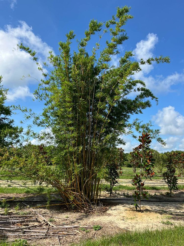 bambusa-textilis-gracilis-graceful-bamboo-weaver-s-bamboo