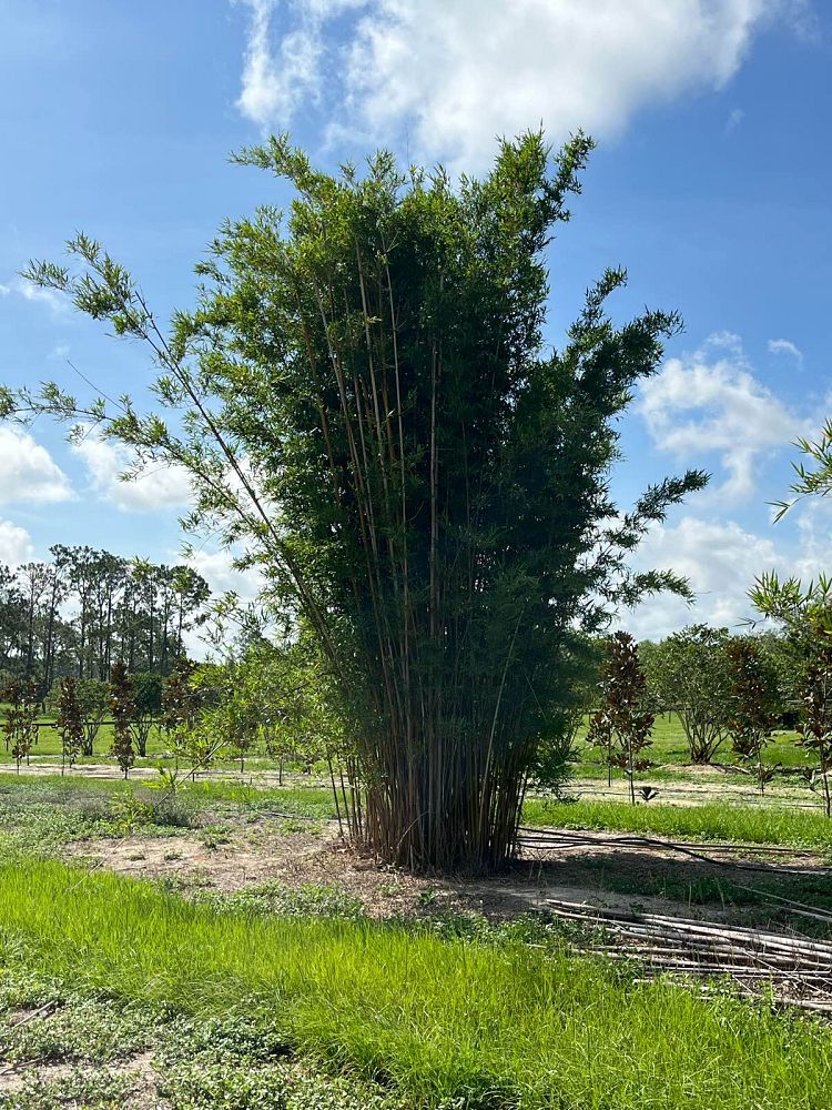 bambusa-textilis-gracilis-graceful-bamboo-weaver-s-bamboo