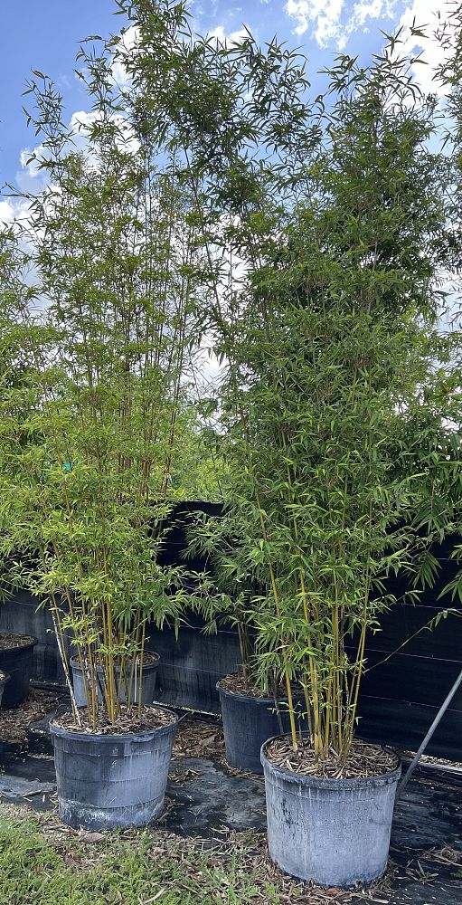 bambusa-textilis-gracilis-graceful-bamboo-weaver-s-bamboo