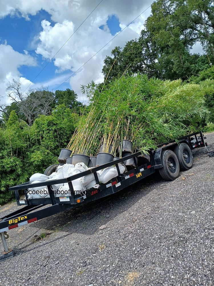 bambusa-textilis-gracilis-graceful-bamboo-weaver-s-bamboo