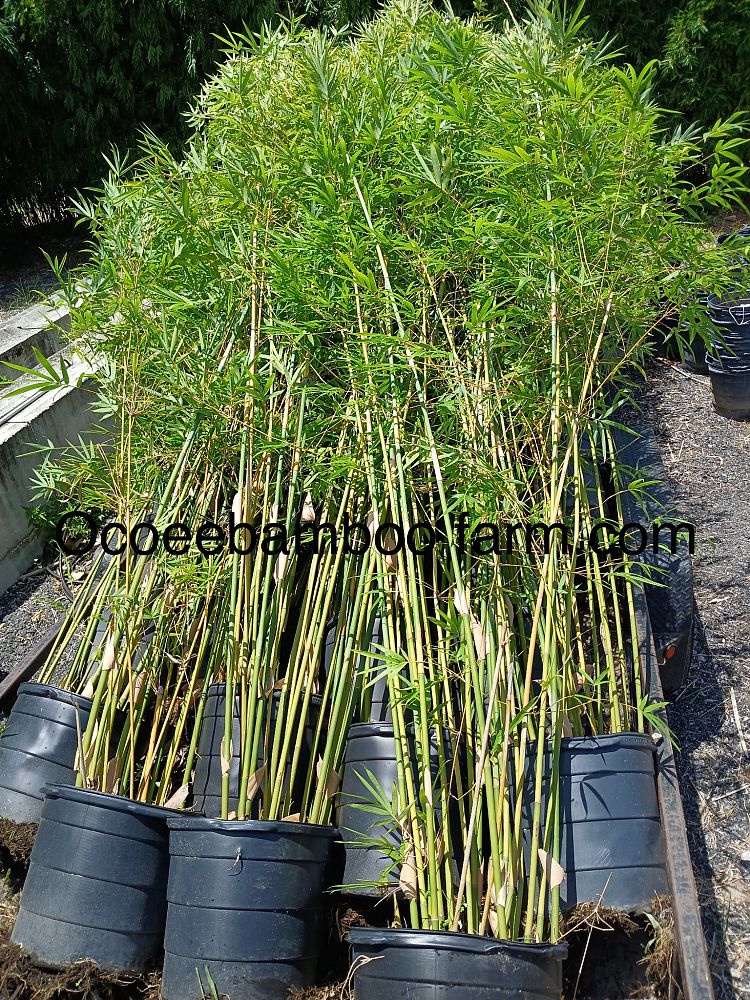bambusa-textilis-gracilis-graceful-bamboo-weaver-s-bamboo