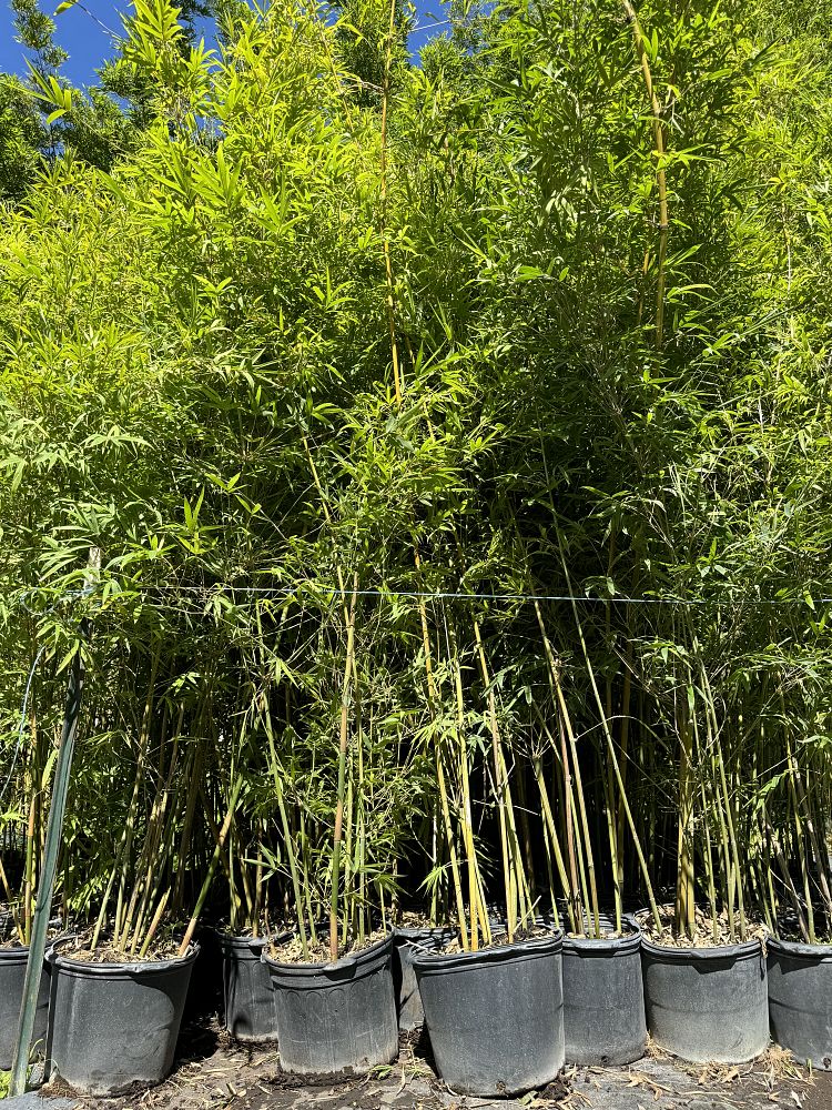 bambusa-textilis-gracilis-graceful-bamboo-weaver-s-bamboo