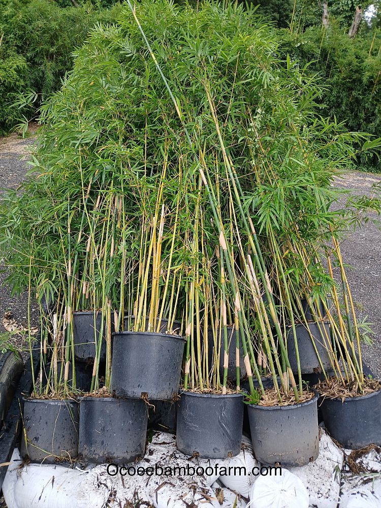 bambusa-textilis-gracilis-graceful-bamboo-weaver-s-bamboo