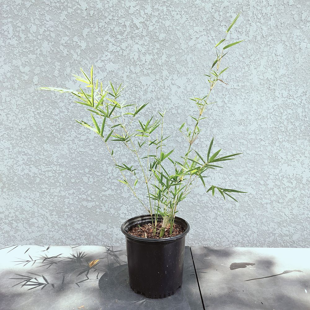 bambusa-textilis-gracilis-graceful-bamboo-weaver-s-bamboo