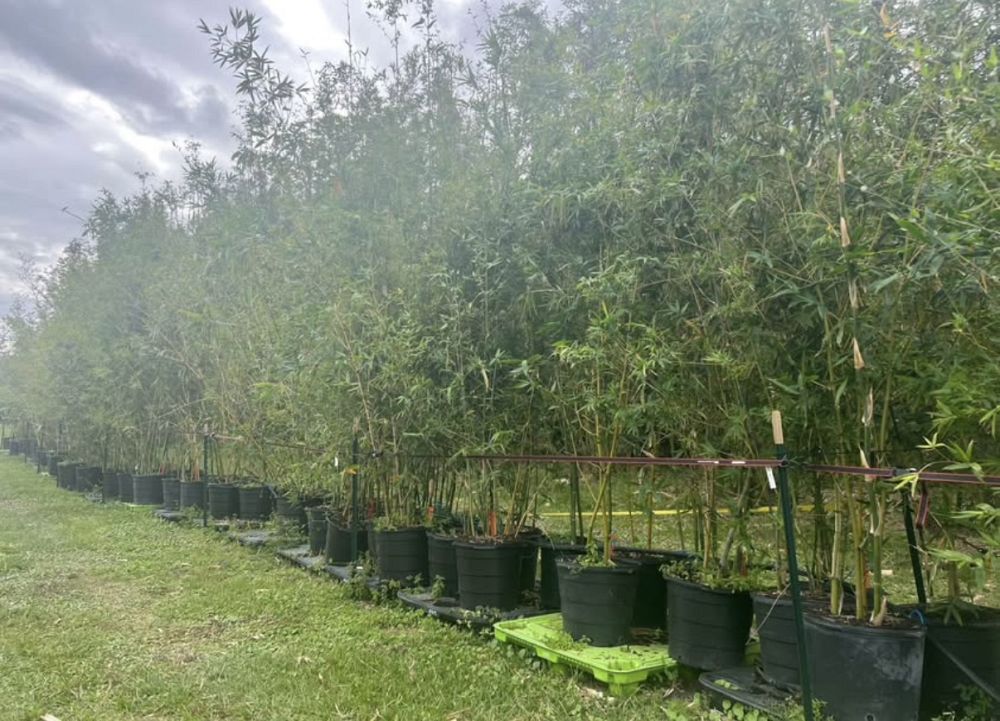 bambusa-textilis-gracilis-graceful-bamboo-weaver-s-bamboo