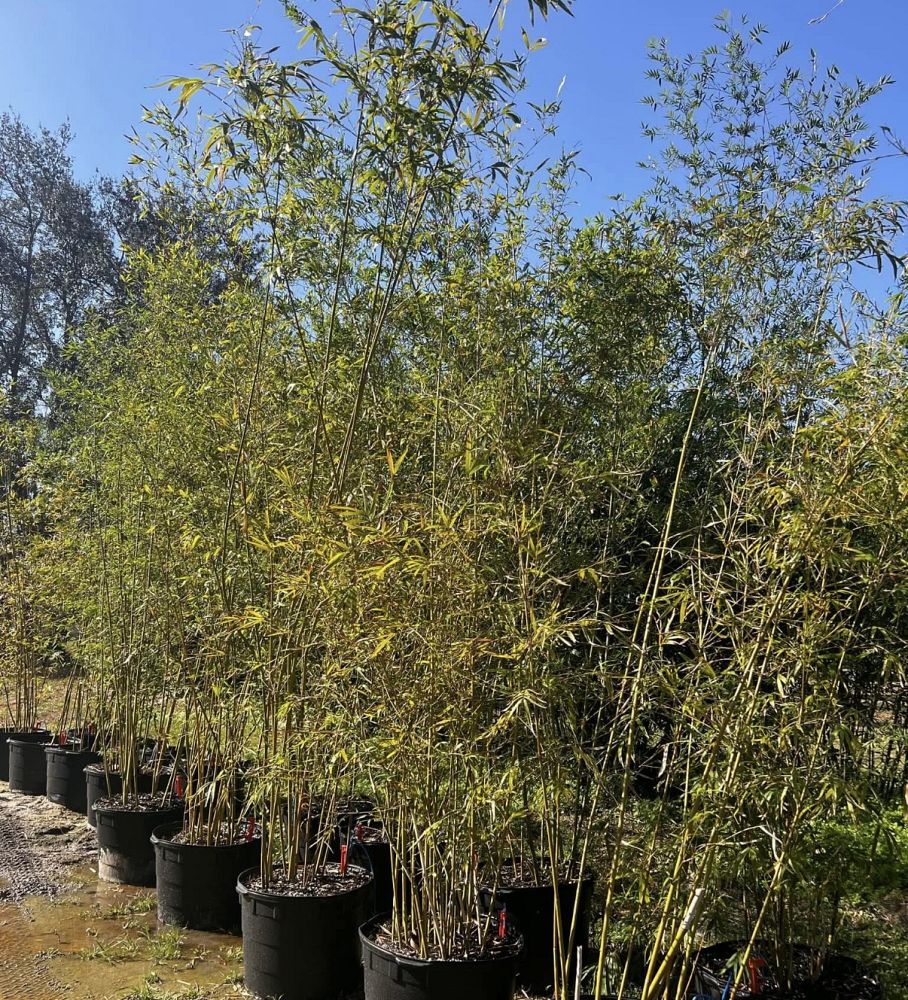 bambusa-textilis-gracilis-graceful-bamboo-weaver-s-bamboo