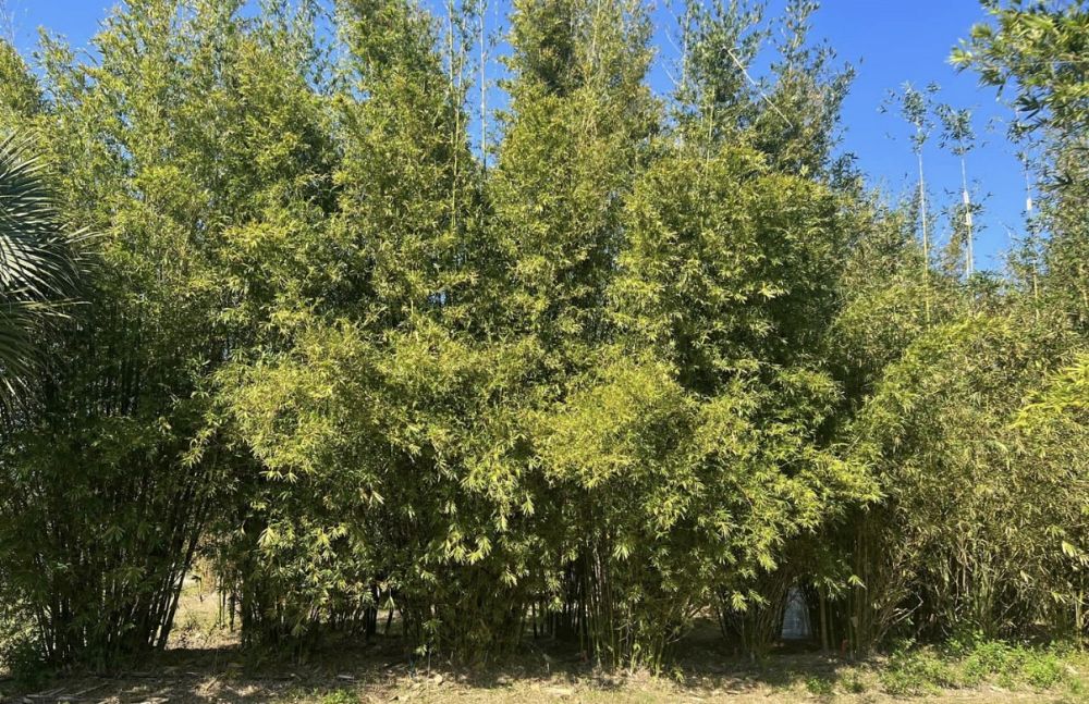 bambusa-textilis-gracilis-graceful-bamboo-weaver-s-bamboo