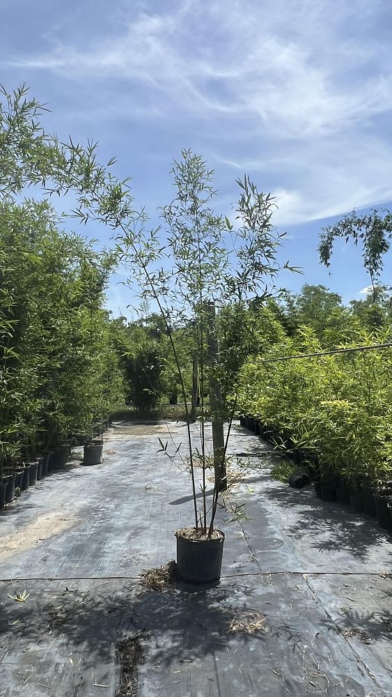 bambusa-textilis-gracilis-graceful-bamboo-weaver-s-bamboo