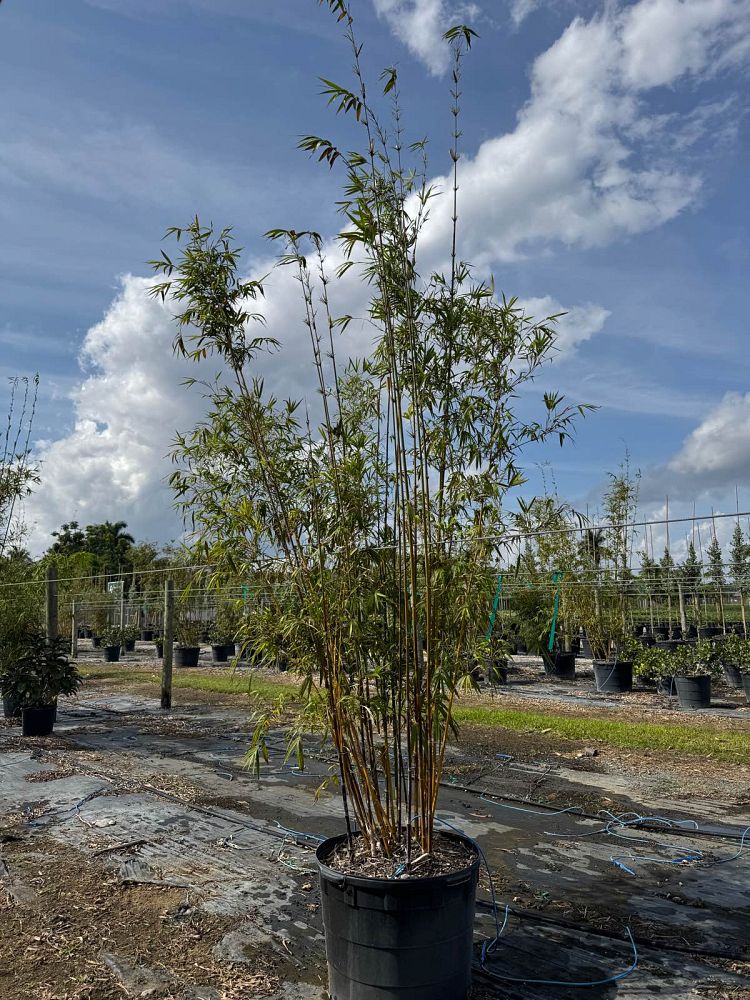 bambusa-textilis-gracilis-graceful-bamboo-weaver-s-bamboo