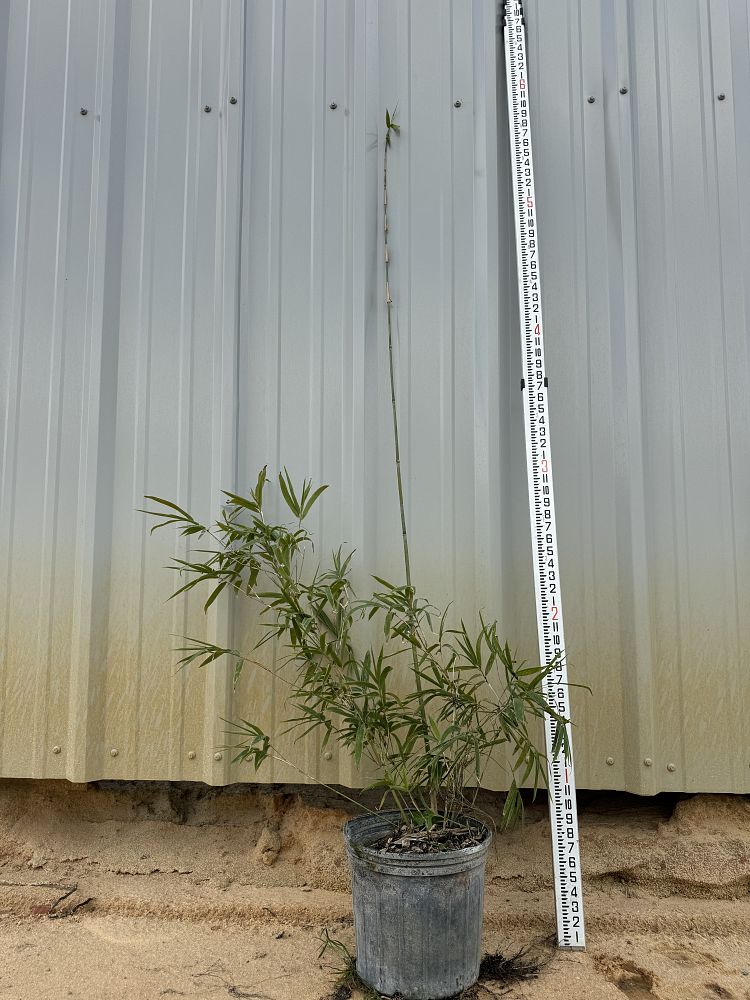 bambusa-textilis-gracilis-graceful-bamboo-weaver-s-bamboo