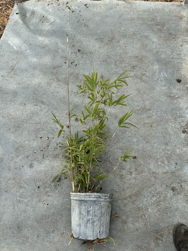 bambusa-textilis-gracilis-graceful-bamboo-weaver-s-bamboo