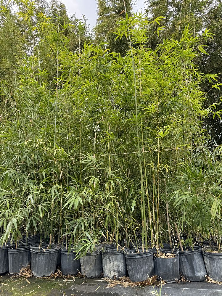 bambusa-textilis-gracilis-graceful-bamboo-weaver-s-bamboo