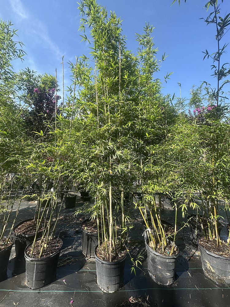 bambusa-textilis-gracilis-graceful-bamboo-weaver-s-bamboo