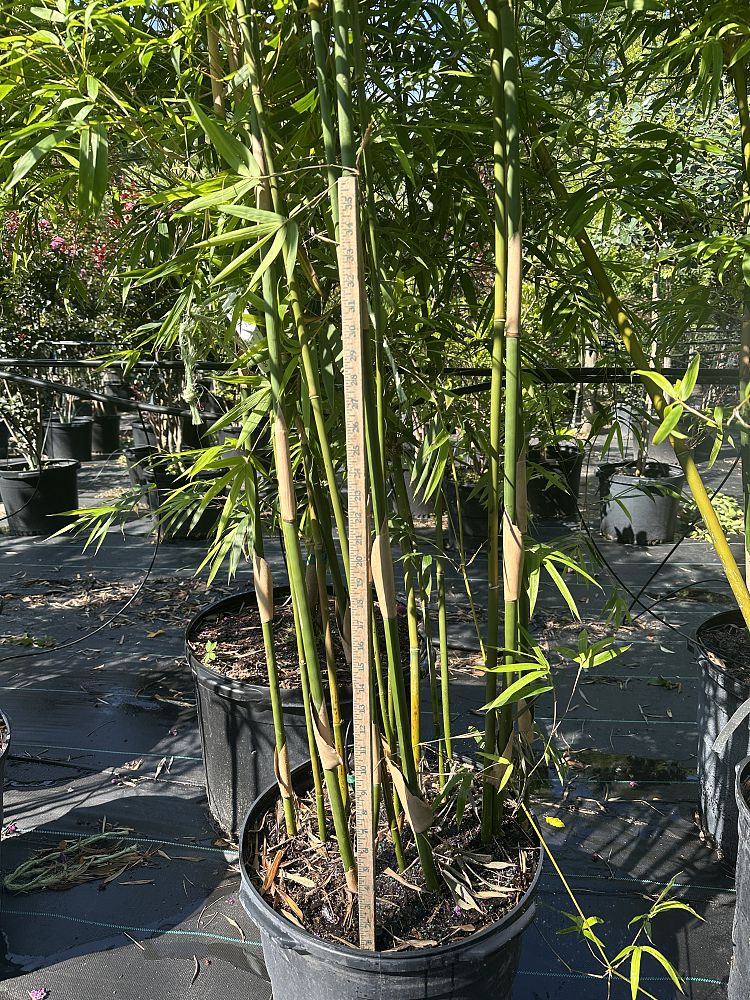 bambusa-textilis-gracilis-graceful-bamboo-weaver-s-bamboo