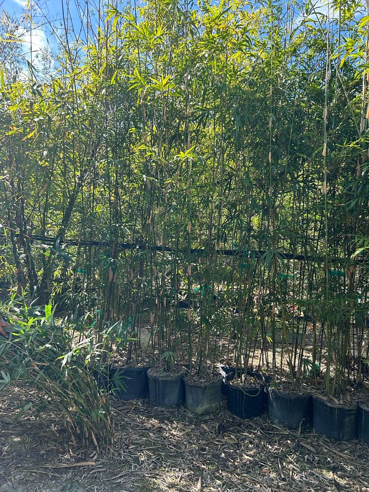 bambusa-textilis-gracilis-graceful-bamboo-weaver-s-bamboo