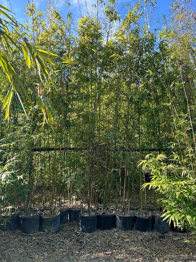 bambusa-textilis-gracilis-graceful-bamboo-weaver-s-bamboo