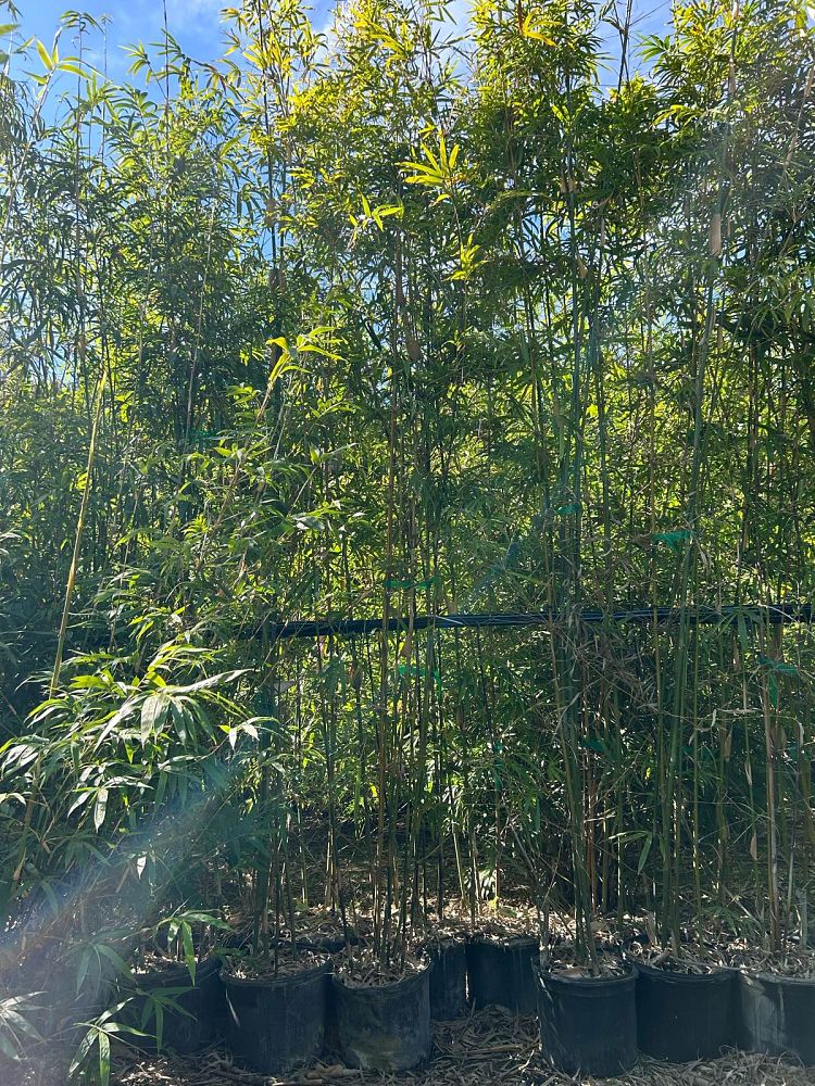 bambusa-textilis-gracilis-graceful-bamboo-weaver-s-bamboo
