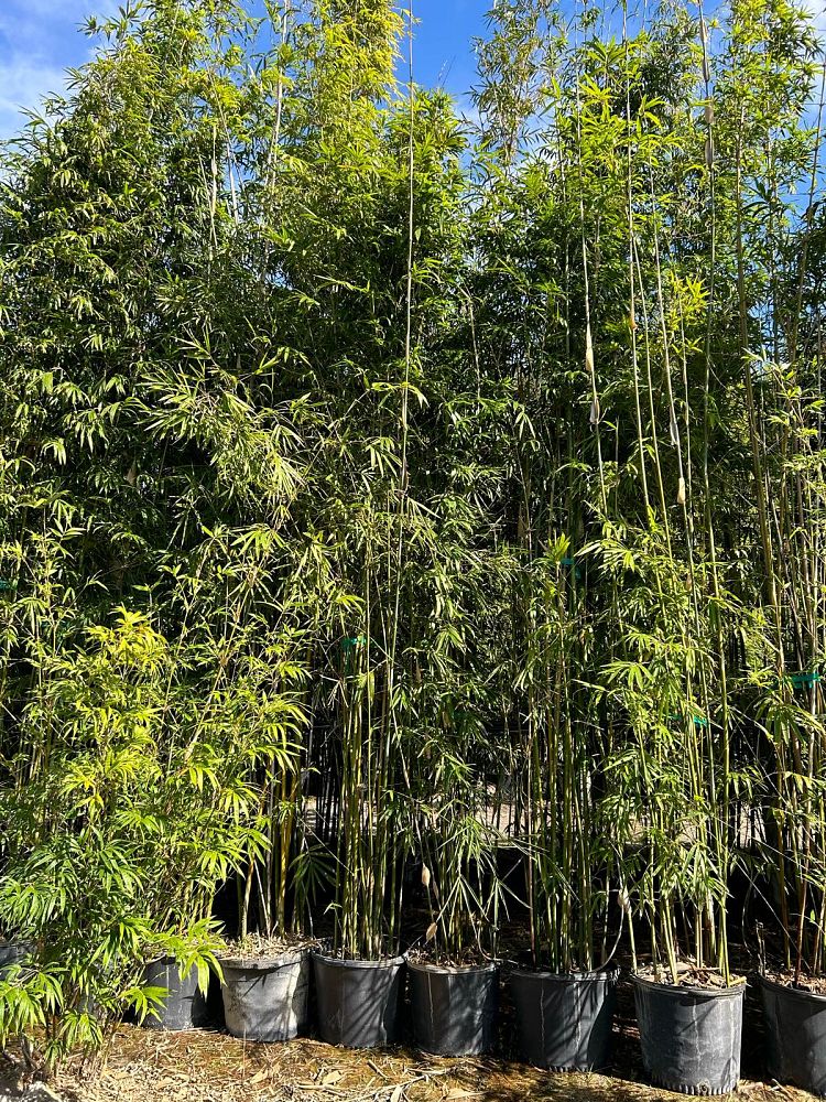 bambusa-textilis-gracilis-graceful-bamboo-weaver-s-bamboo