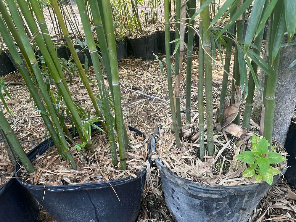 bambusa-textilis-gracilis-graceful-bamboo-weaver-s-bamboo