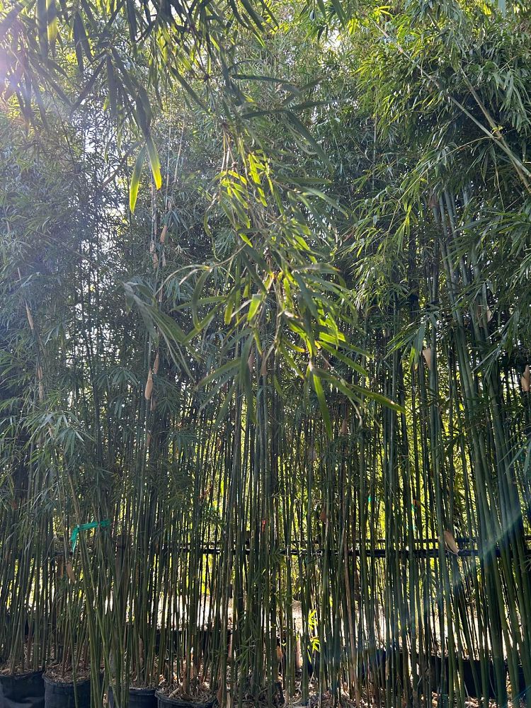 bambusa-textilis-gracilis-graceful-bamboo-weaver-s-bamboo